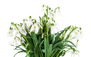snowdrop flowers isolated