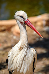 White stork