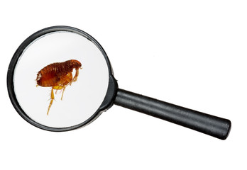 Dog or cat flea under real magnifying glass over white - 48453550