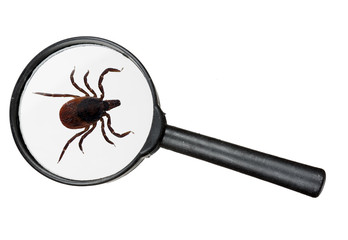 Black legged deer tick as found on cats and dogs - 48453585