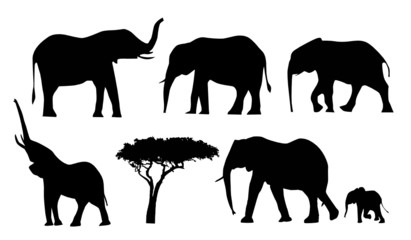 éléphants