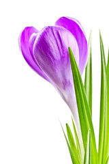 blooming spring crocus flower lilac color