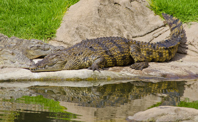 Crocodile basking in the sun at the Johannesburg zoo