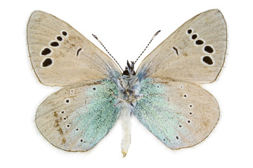 Glaucopsyche alexis (Green-underside Blue)