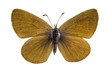 Glaucopsyche alexis (Green-underside Blue)