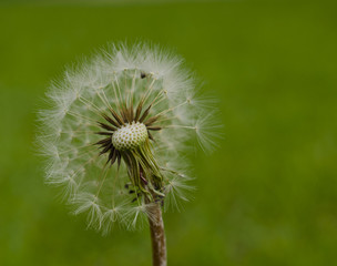 Dandelion in bloom