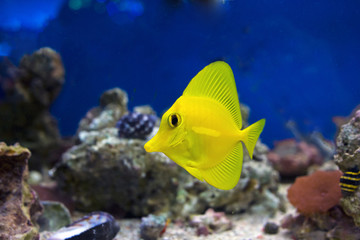 Curious Zebrasoma Flavescens yellow tang fish.