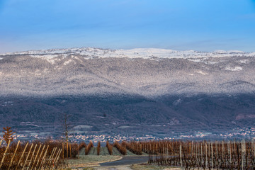 Fototapeta premium Jura Mountain And Vineyard