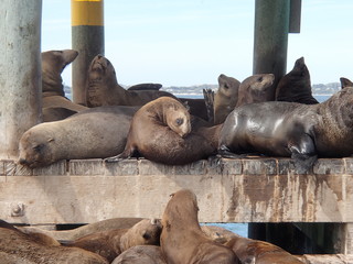 Fototapeta premium Lions de mer