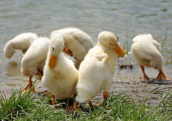 young ducks near the water