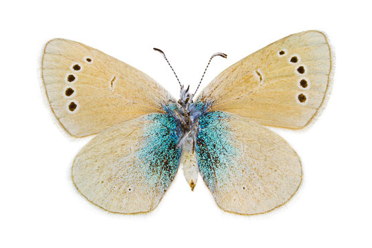 Glaucopsyche alexis (Green-underside Blue)