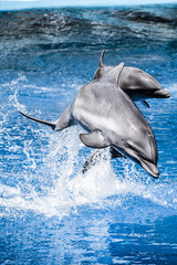Dolphins swim in the pool - obrazy, fototapety, plakaty