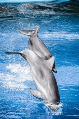 Papier Peint photo Lavable Dauphins Les dauphins nagent dans la piscine