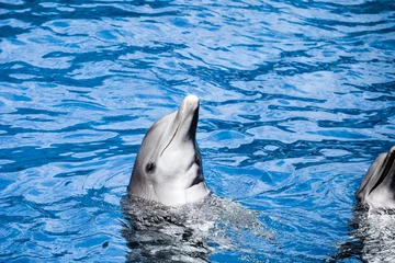 Photo sur Plexiglas Dauphins Les dauphins nagent dans la piscine