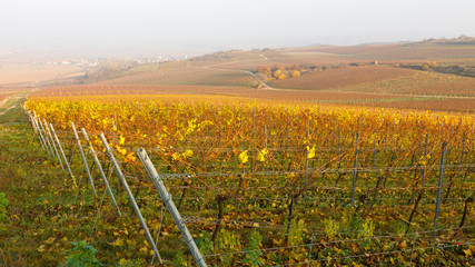 Vineyard Fall Colors