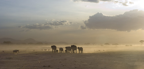 Elefanti in macia al tramonto