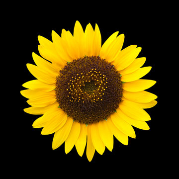 Sunflower isolated  on black background,with clipping path.