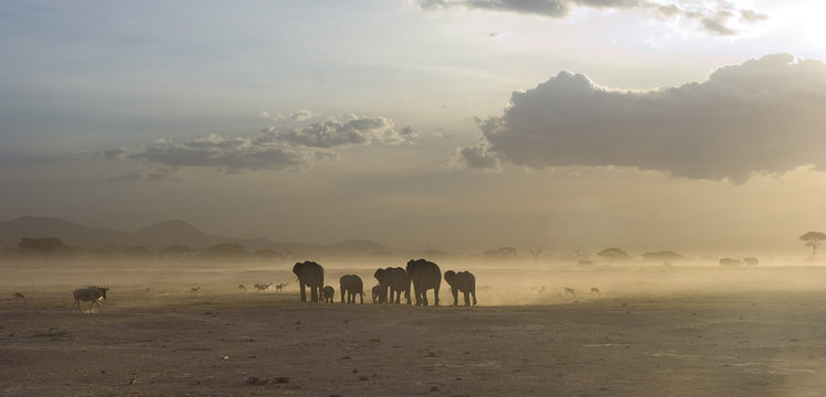 Fototapeta Elefanti in macia al tramonto