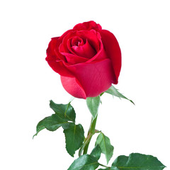 Fototapeta premium beautiful red rose isolated on white background,with clipping pa