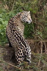 A Jaguar Strikes a Pose