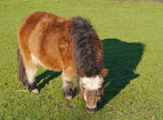 A brown grazing shetland Pony with a white head