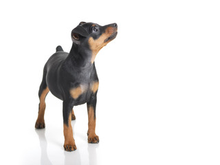 Miniature Pinscher