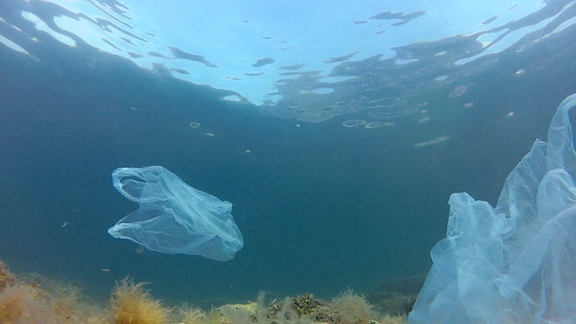 Nylon bags and fishes