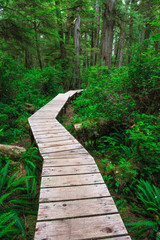 Forest trail in Rainforest on Vancouver island