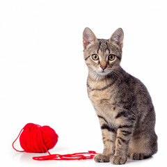 tabby kitten playing red clew