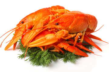Group of red lobsters with garnish isolated