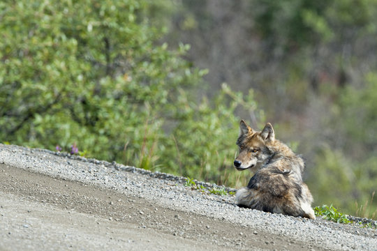 A grey wolf looking at you in Denali Park, Alaska