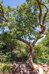 Stone Steps in Western Park Under Trees