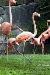 American Flamingo