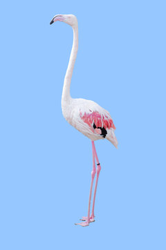 Flamingo freigestellt
