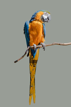 Fototapeta Gelbbrustara freigestellt