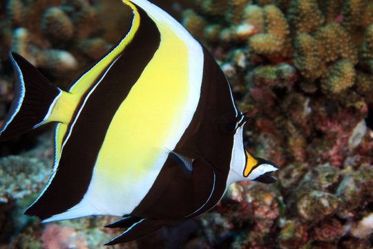 Halfterfisch (Zanclus cornutus)