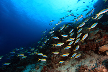 Fototapeta na wymiar Ryby w korala