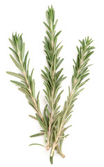 Rosemary on white surface