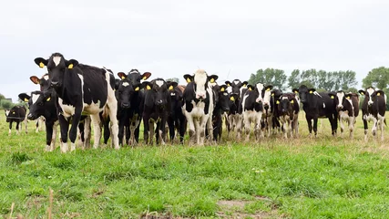 Tableaux ronds sur aluminium brossé Vache Herd of Holstein Friesian cows