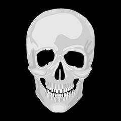 Human skull model.