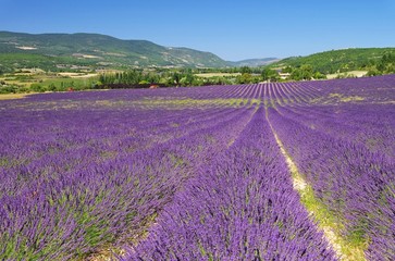 Lavendelfeld - lavender field 33