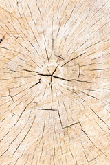 Texture of tree stump as background