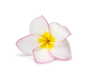 flower frangipani