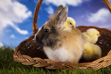 Chick in bunny