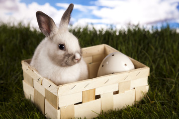 Obraz premium Baby bunny 