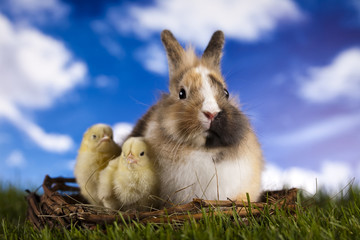 Chick in bunny