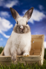 Obraz premium Easter Bunny 