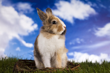 Baby bunny 