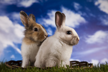 Bunny, rabbit