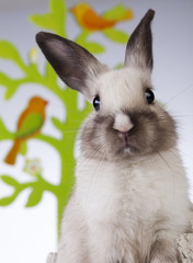 Little rabbit on white background